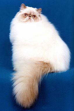 Persian cat best sale in heat