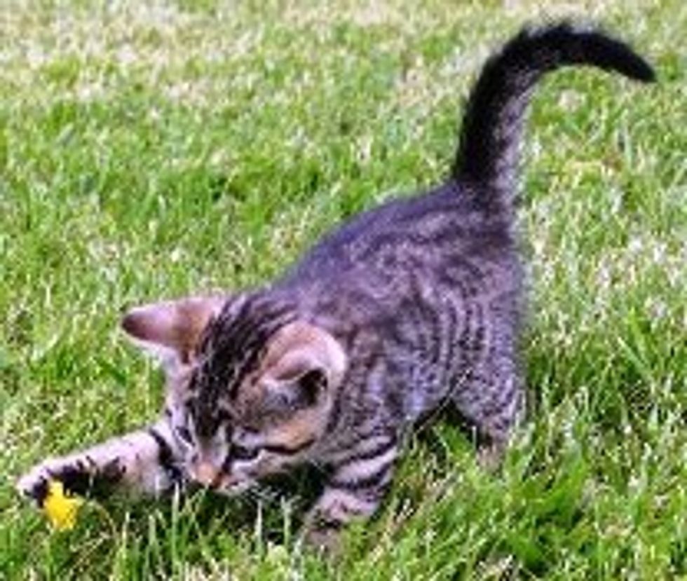 Cats Purrfect the Art of Exploitation