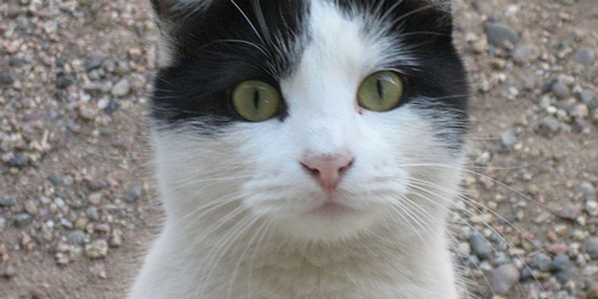 How to Domesticate Feral Cats - Love Meow