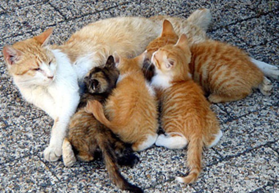 How to Care for New Born Kittens