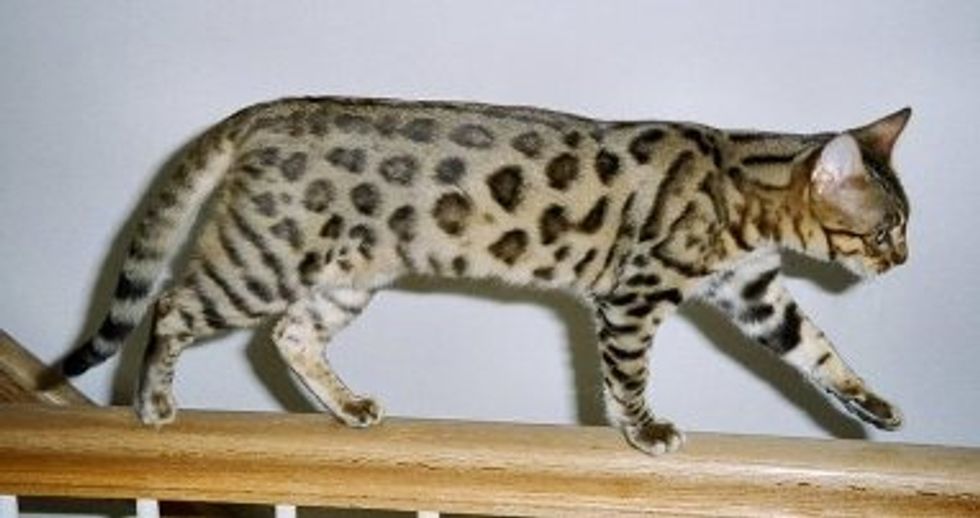 Cat Teeth-Chattering