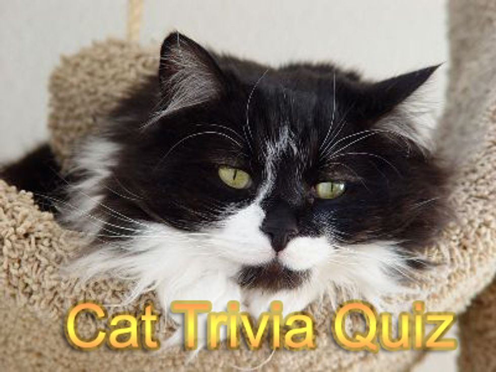 Cat Trivia Quiz