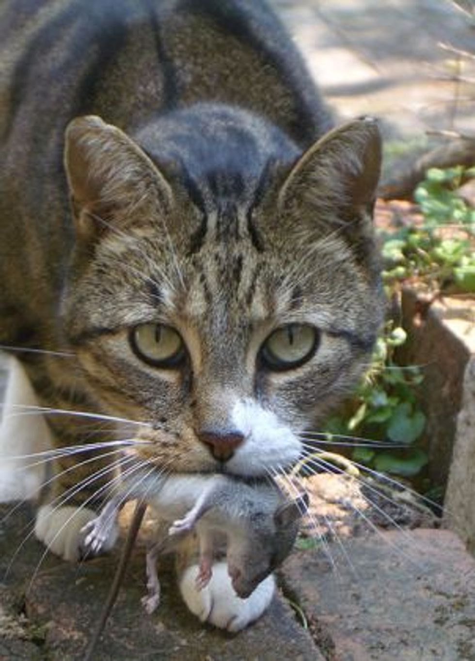 "How can I Help Feral Cats?" - Love Meow