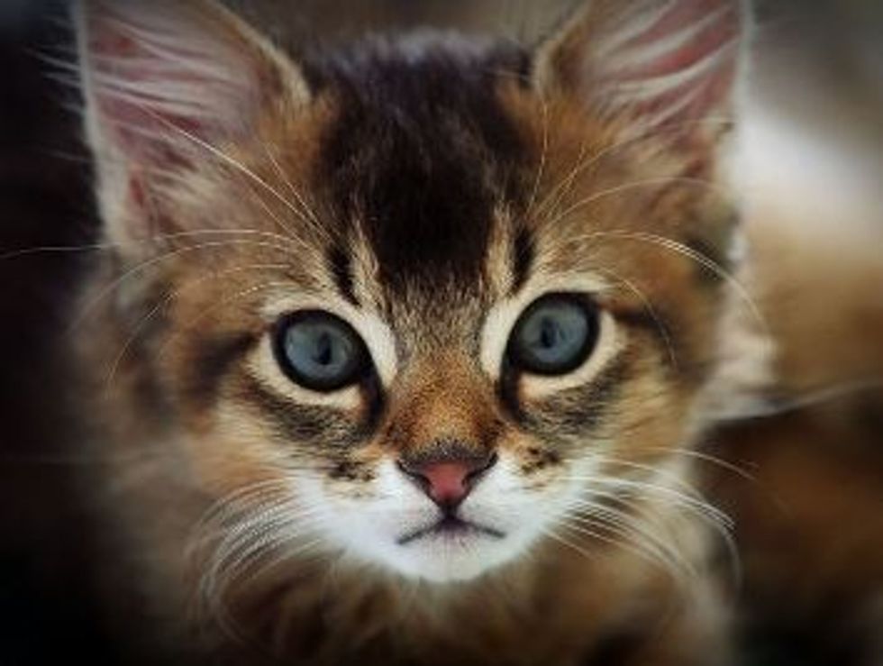 My Cat has Developed a Chewing Habit! Love Meow