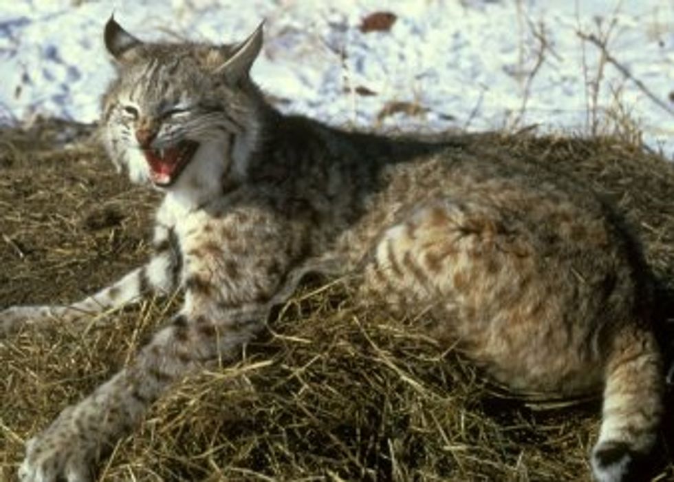 Save Bobcats or Save Roaming Cats