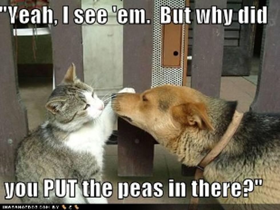 Dogs and Cats Can Get Along, If Introduced Correctly