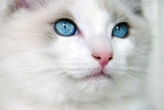 how do i stop my kitten from biting and scratching me
