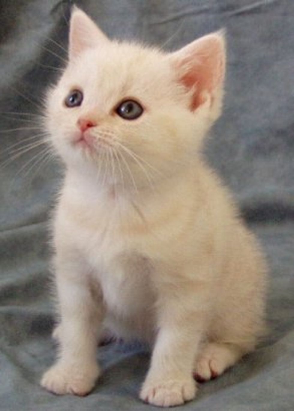 Tips on Recusing Kittens and Care for Orphan Kittens