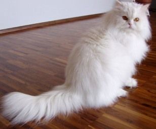 Long haired store white persian cat