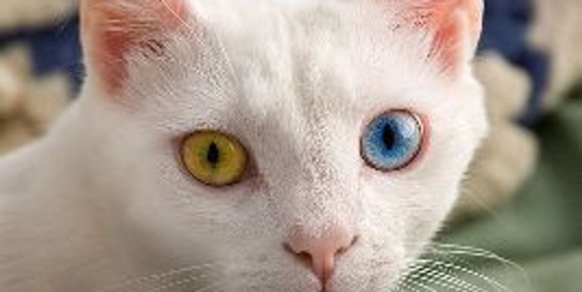 Do Kittens' Eye Color Change? Love Meow