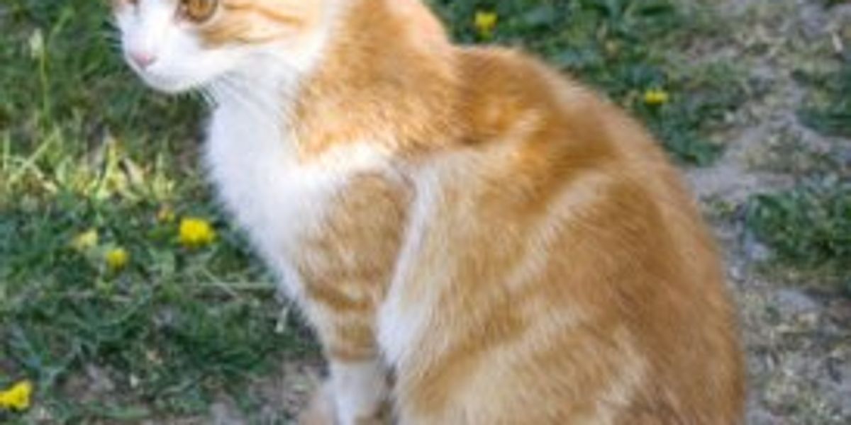 How to Train My Cat to Walk on a harness? Love Meow