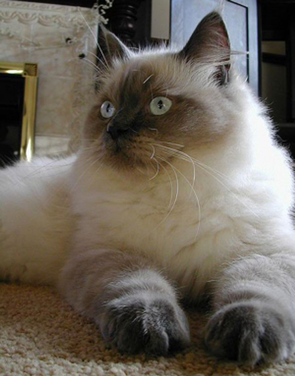 Cats Scratch Furniture. How to Stop Them from Scratching