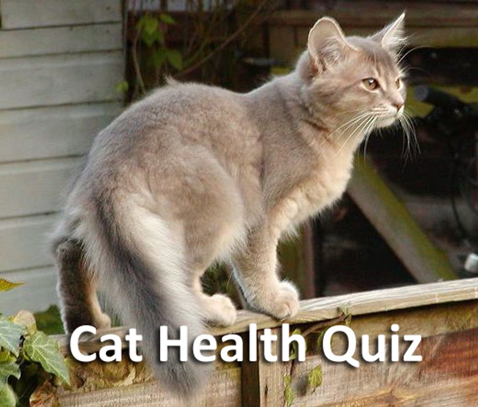 Cat Health Quiz