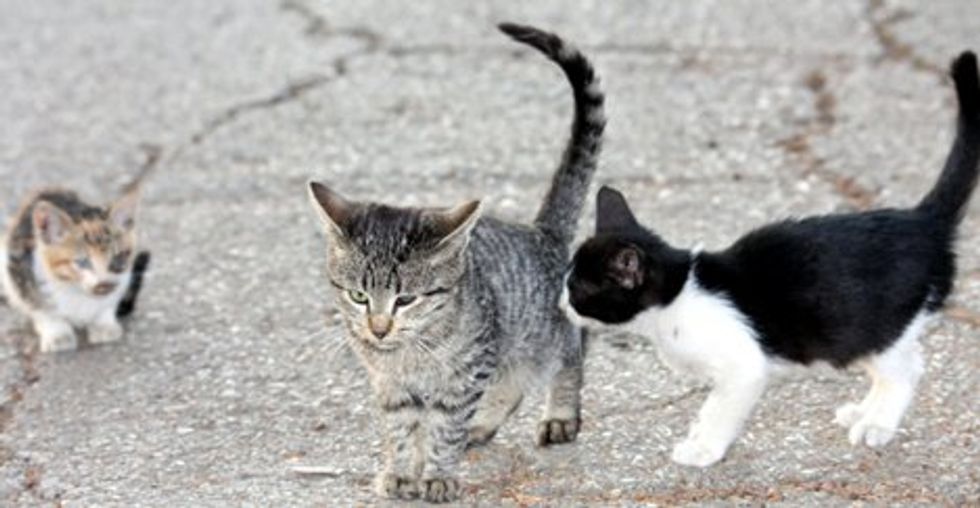 Video: Vocal Cat
