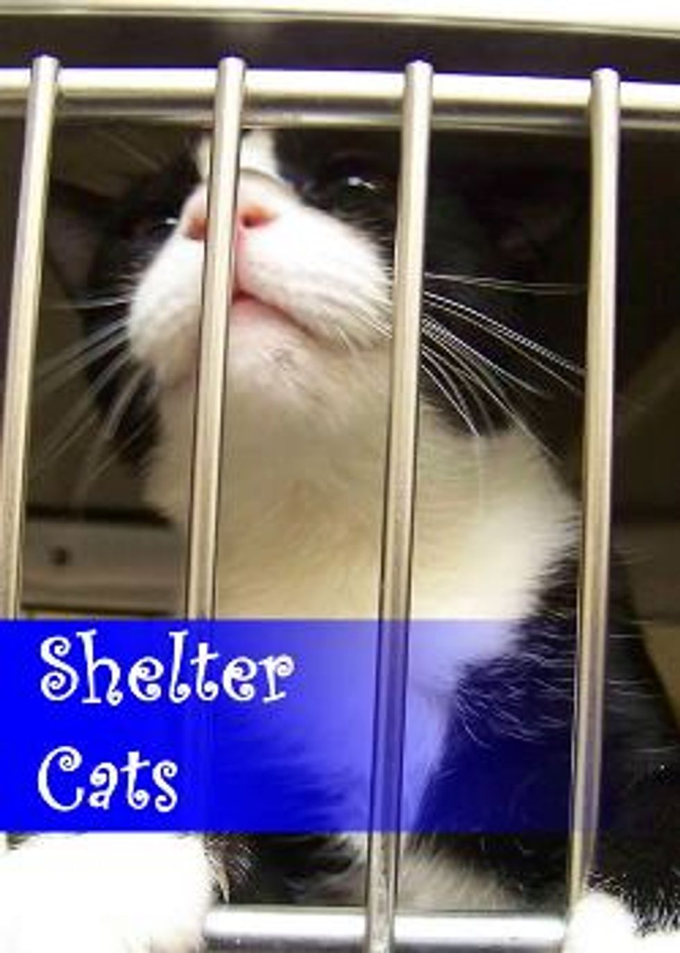 Junior Volunteers Learning Valuable Lessons at the Shelter