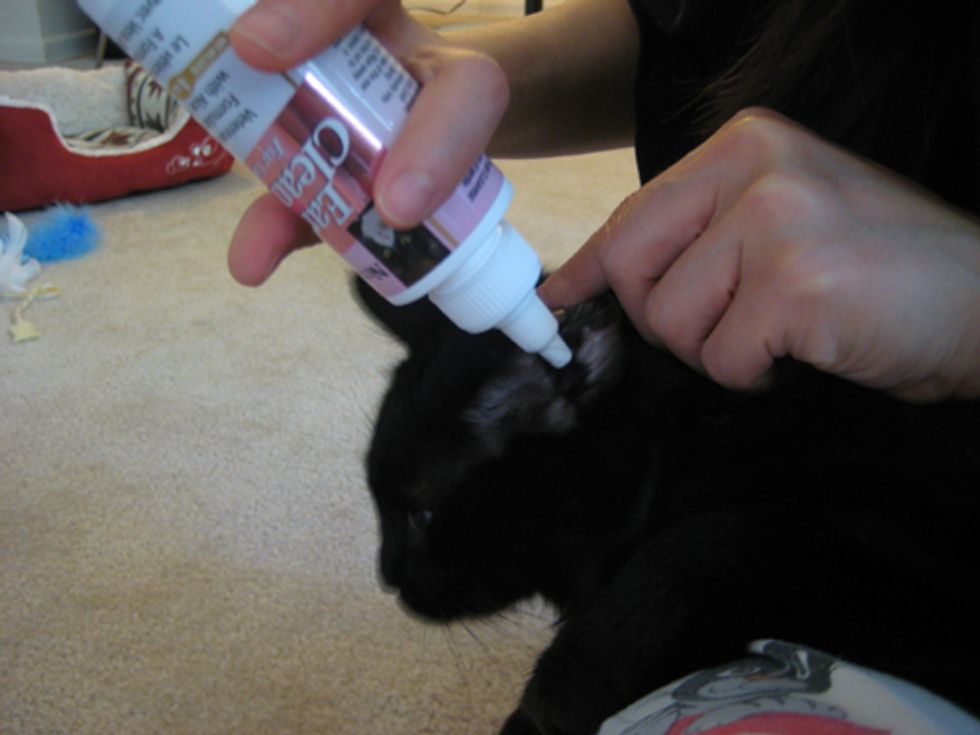 How to Clean Cat Ears to Prevent or Remove Ear Mites Love Meow