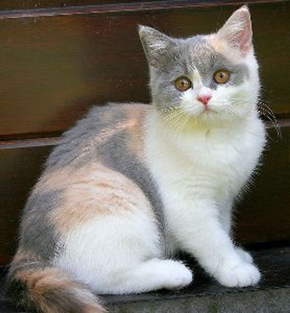 Your Biggest Health Concern for Your Cat during Summer Time