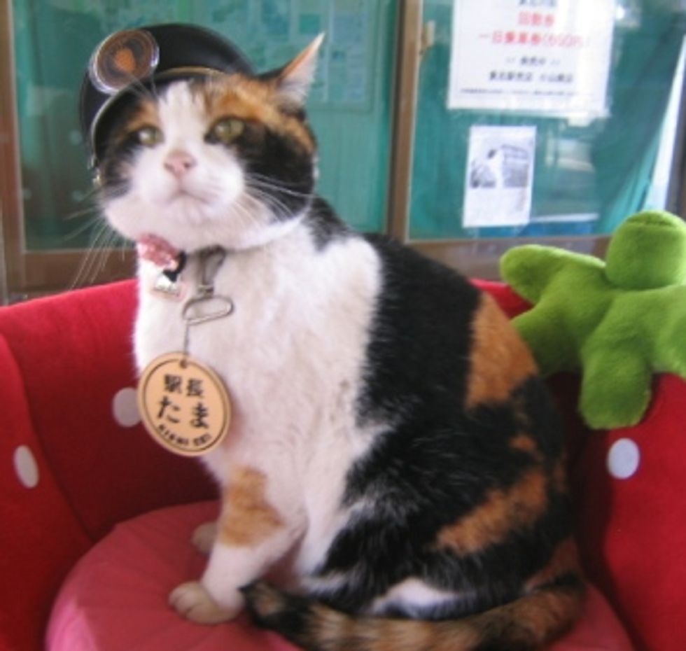 Japnese Calico  Cat  an Inspiration to Railways in this 