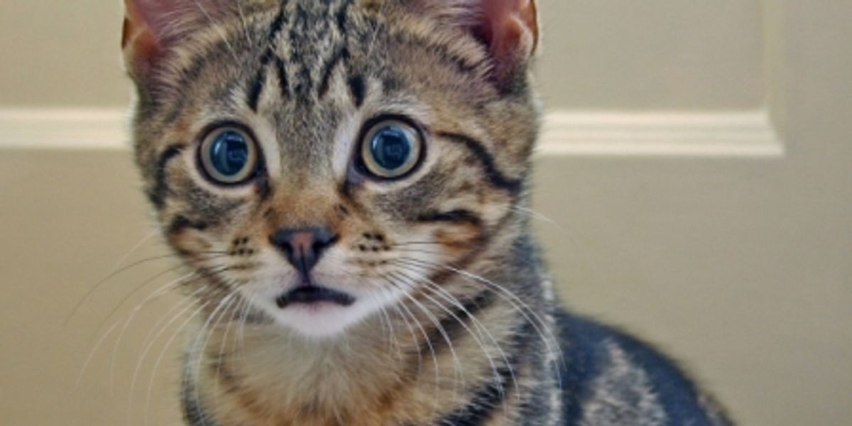 Cat Received High School Diploma - Love Meow