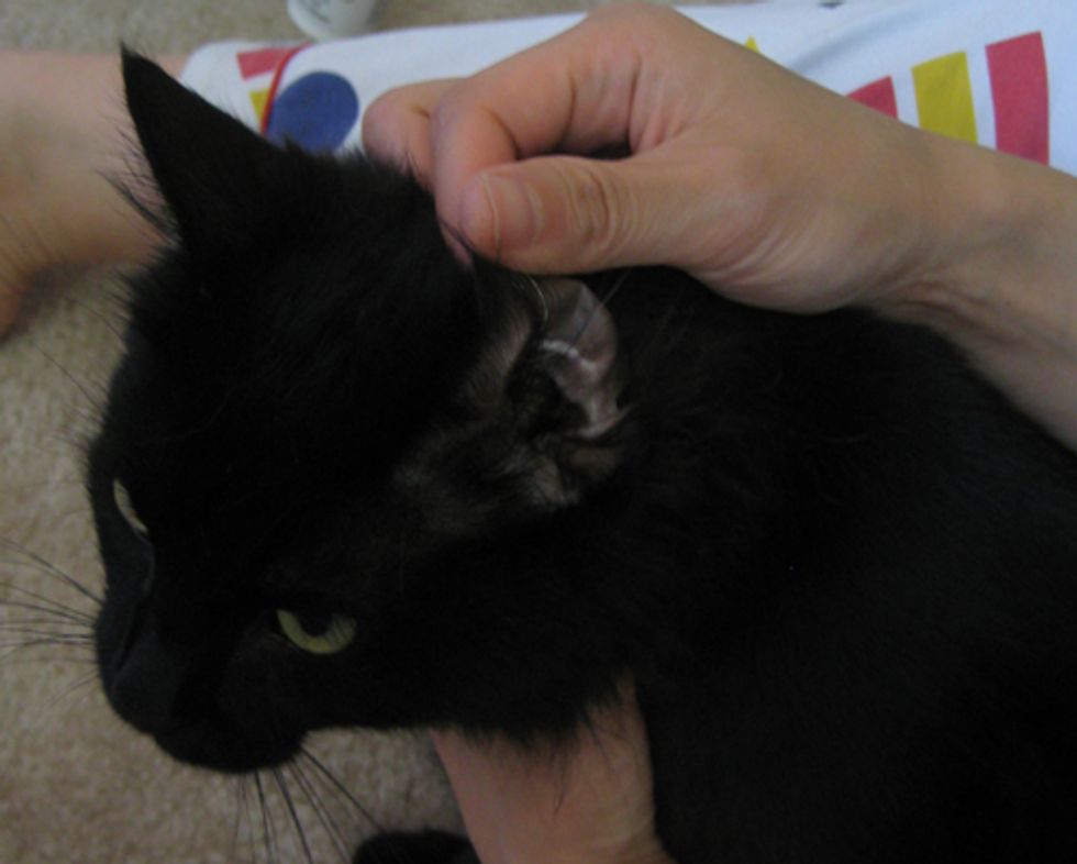 How to Clean Cat Ears to Prevent or Remove Ear Mites Love Meow