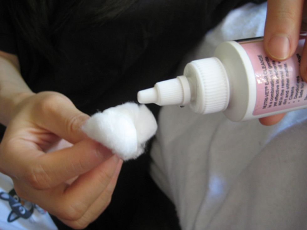 How to Clean Cat Ears to Prevent or Remove Ear Mites - Love Meow