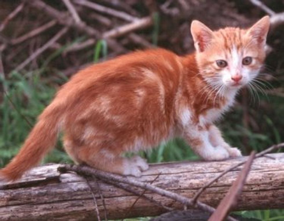 Why do Cats Eat Grass?