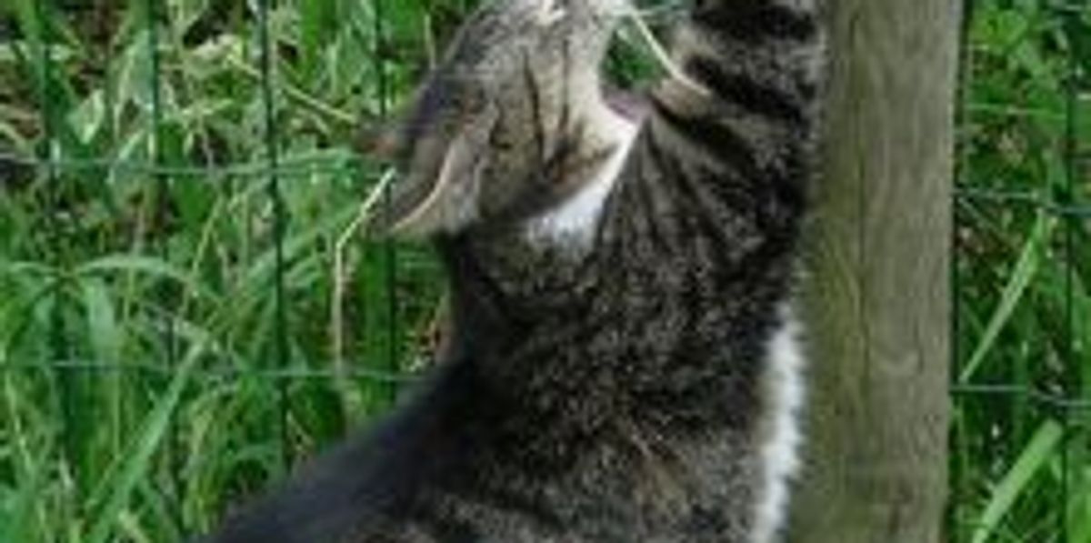 Why do Cats Scratch so Much? Love Meow