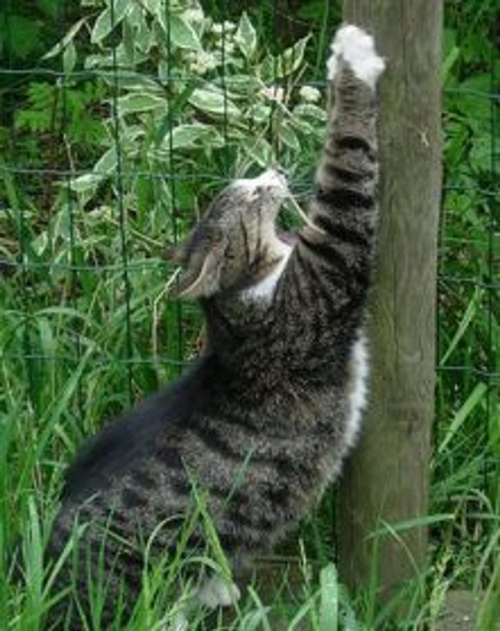 Why do Cats Scratch so Much? Love Meow