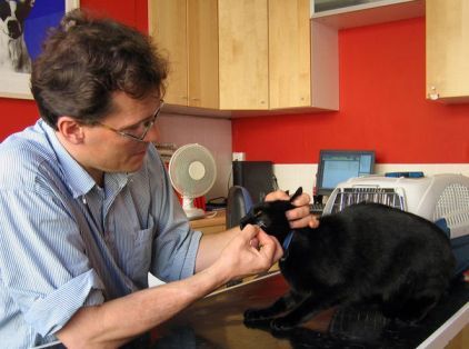 banfield flea treatment cost