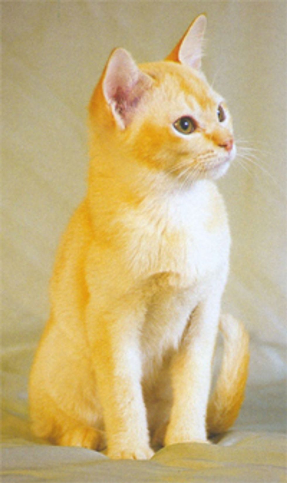 Feline Infectious Peritonitis FIP, Deadly Cat Virus Love Meow