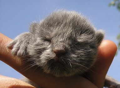 How to feed a newborn kitten with a clearance bottle