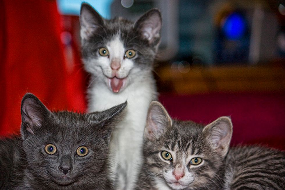 Kittens and a Box
