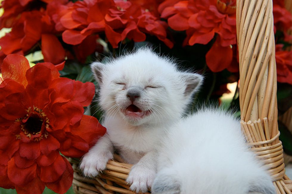 How do I Stop My Cat from Nibbling on Me Love Meow