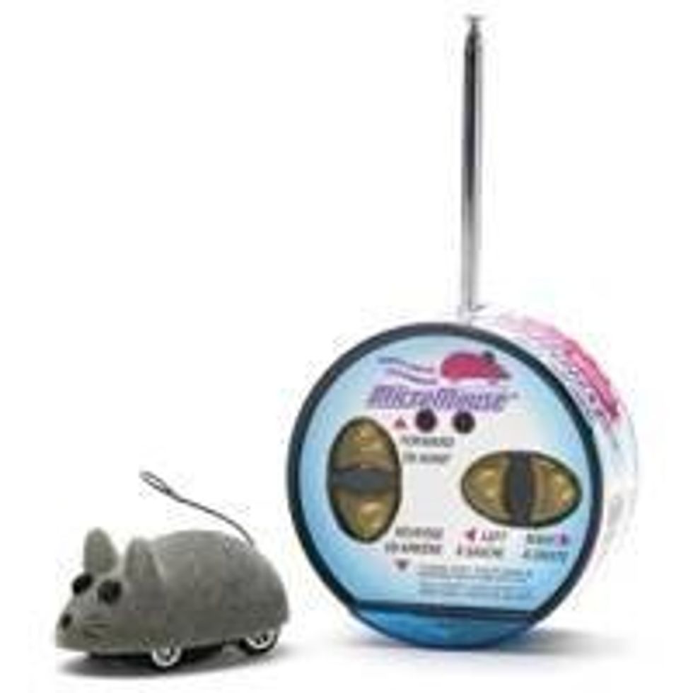 Cat Plays with Remote Control Micro Mouse