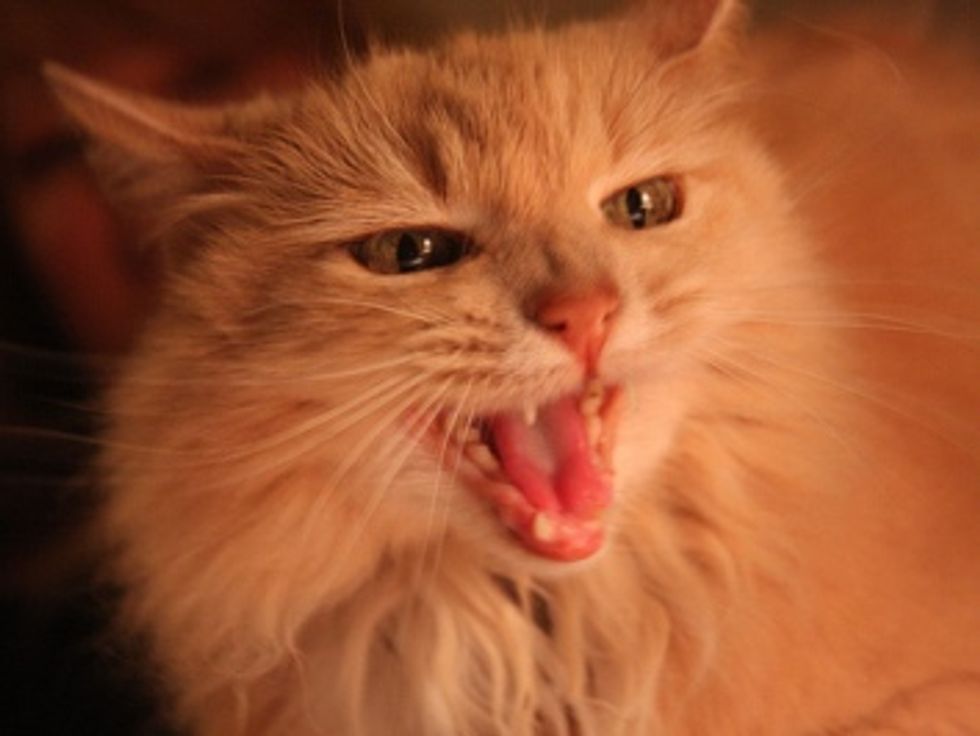 Image showcasing Cat Aggression towards People - Love Meow