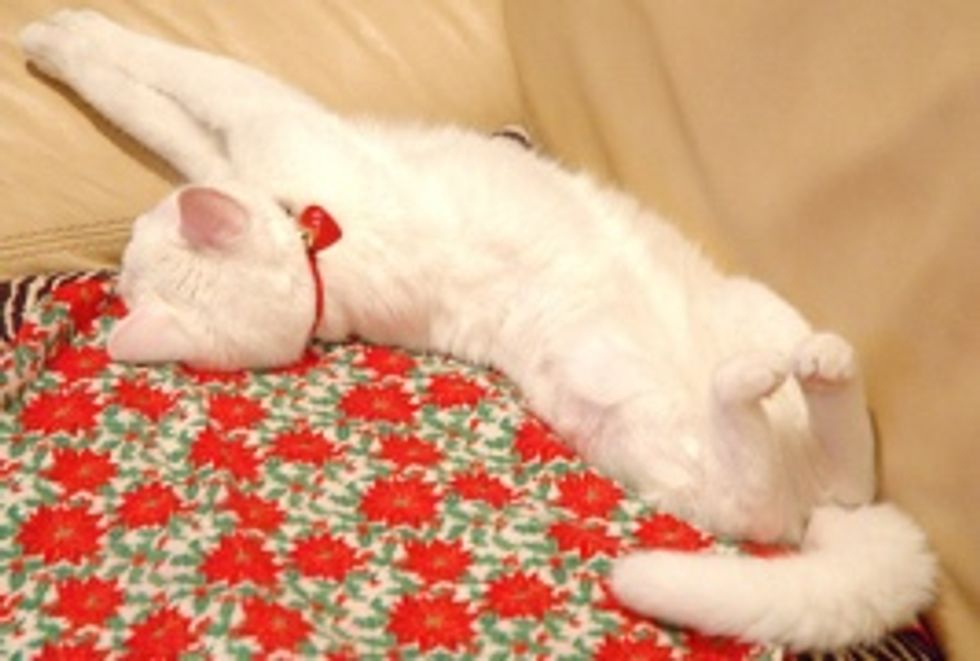 Video: Ragdoll Kitten Goes Crazy on Leather Ottoman