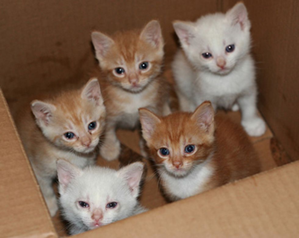 Quiz: What Kind of Cat Are You?