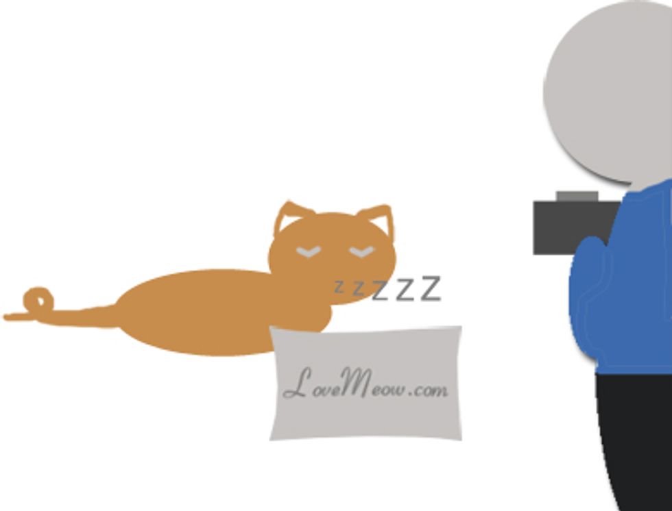Cat Sleeping Pose Photo Contest