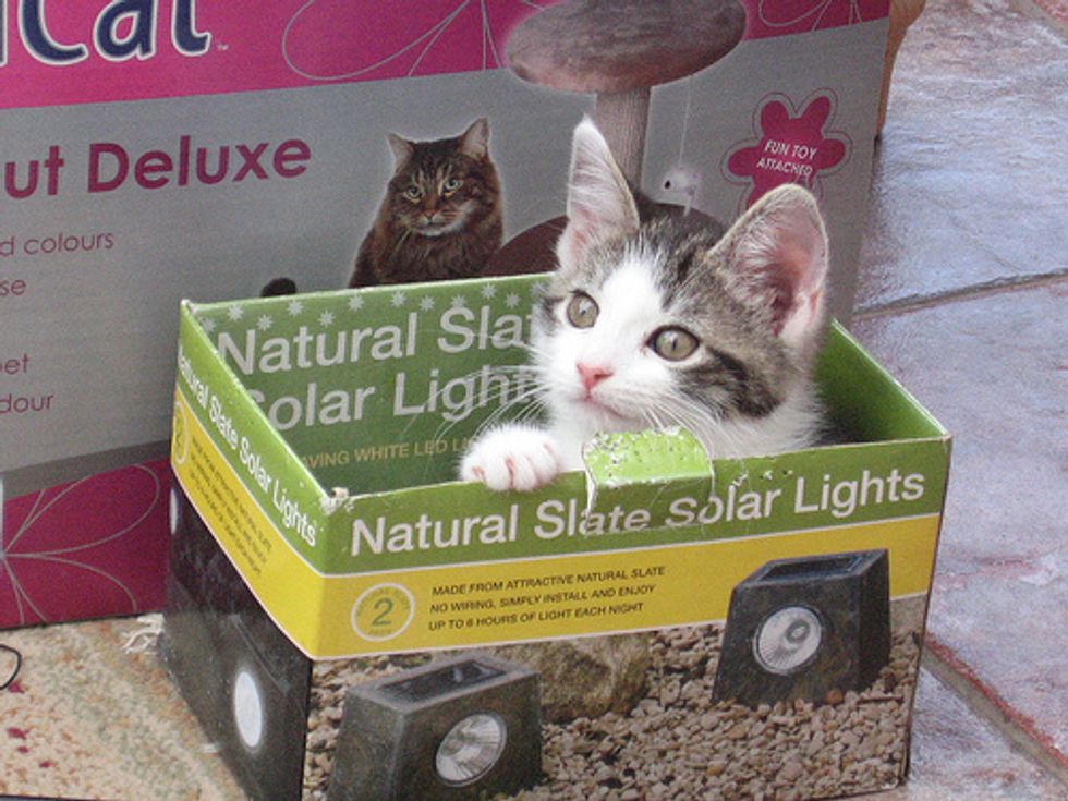 Video: Kitten in the Box!
