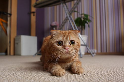 scottish fold ear types