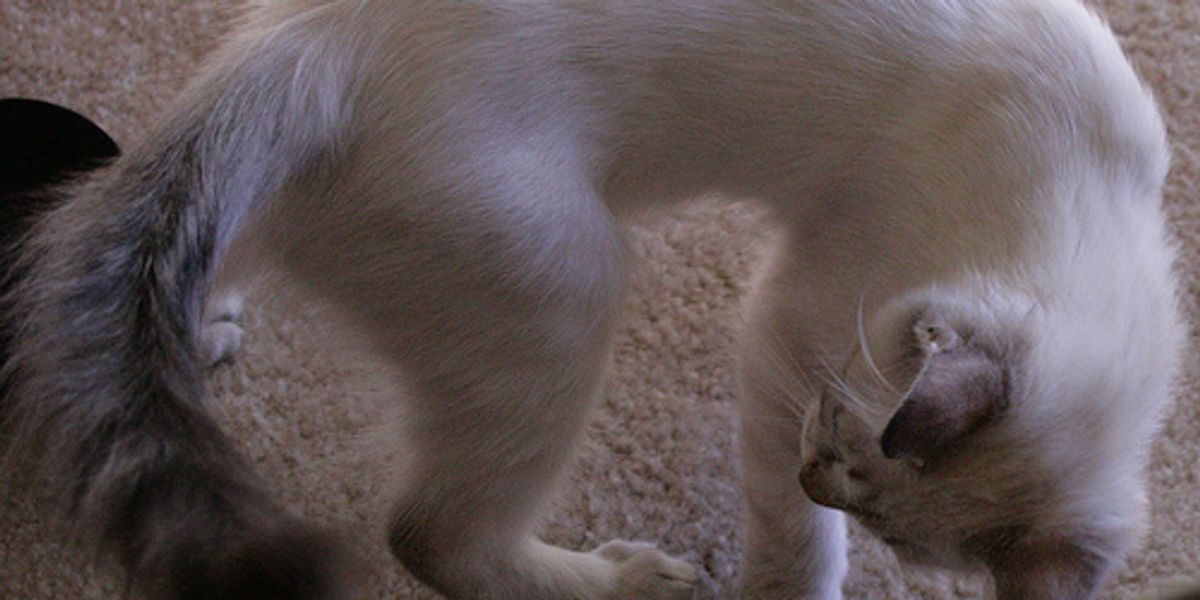 Video Kitten Tail Pacifier Love Meow