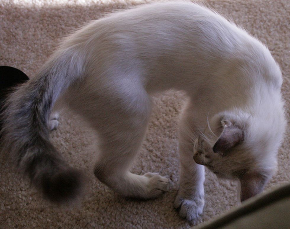 Video: Kitten Tail Pacifier