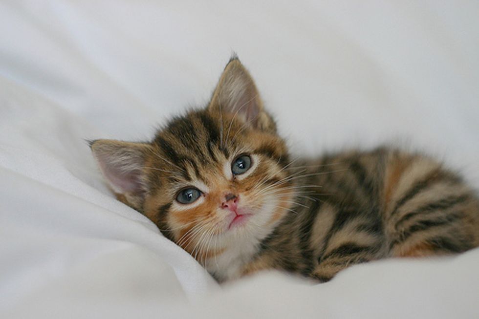 Kitten Quiz: The First Day Onwards