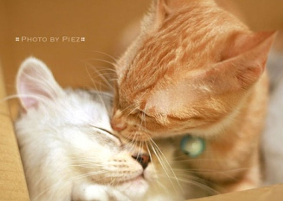 The Cat Kiss