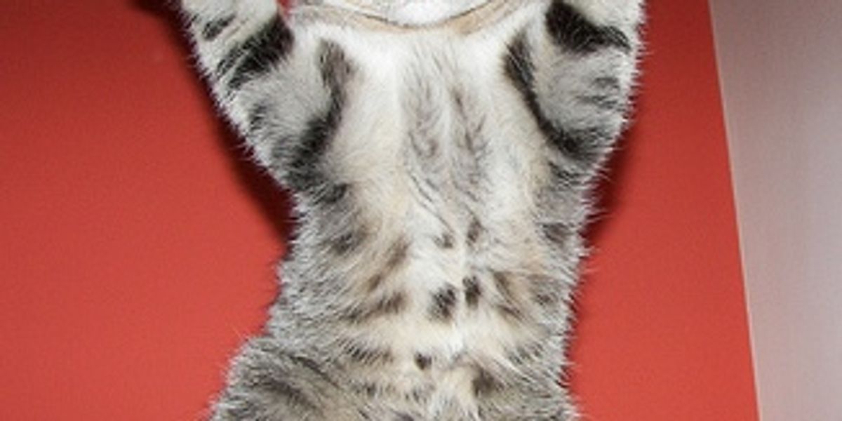 My Cat Keeps Me Sleep Deprived, What Should I Do Love Meow