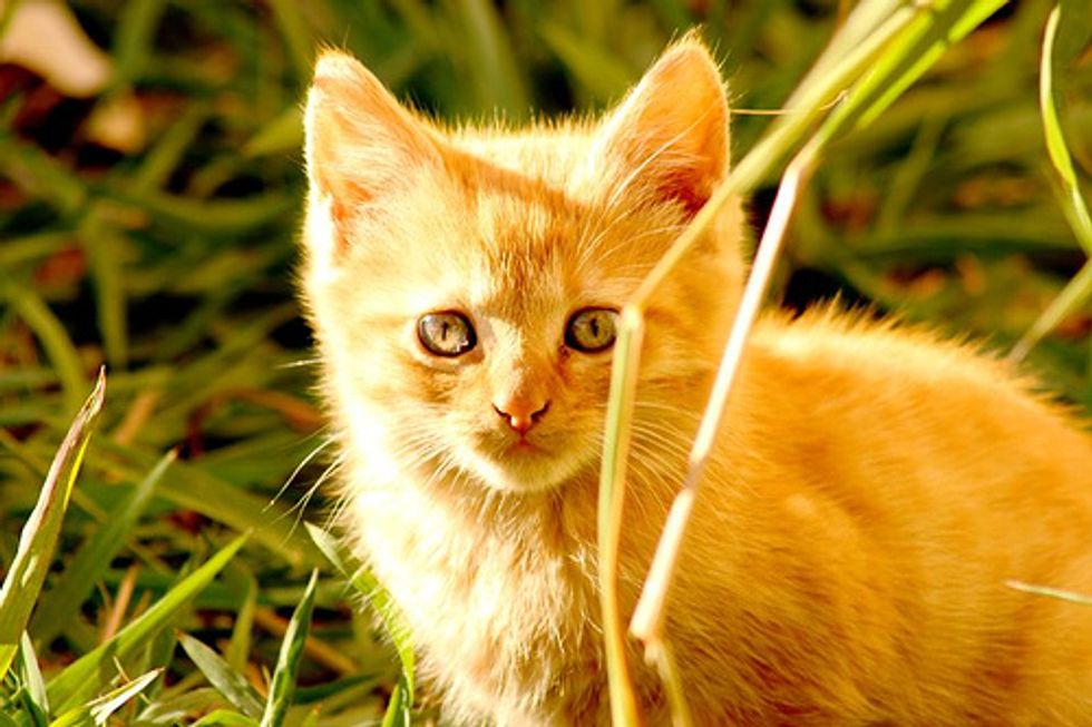 Cat Asthma