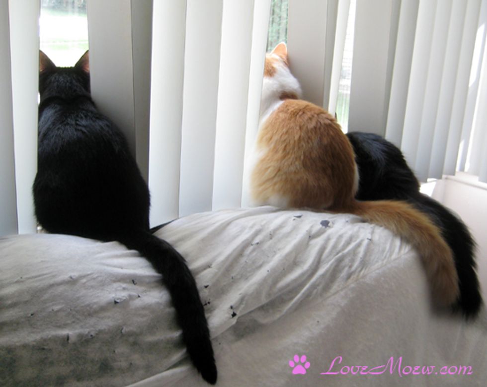 Cats' Favorite Pastime: Bird TV