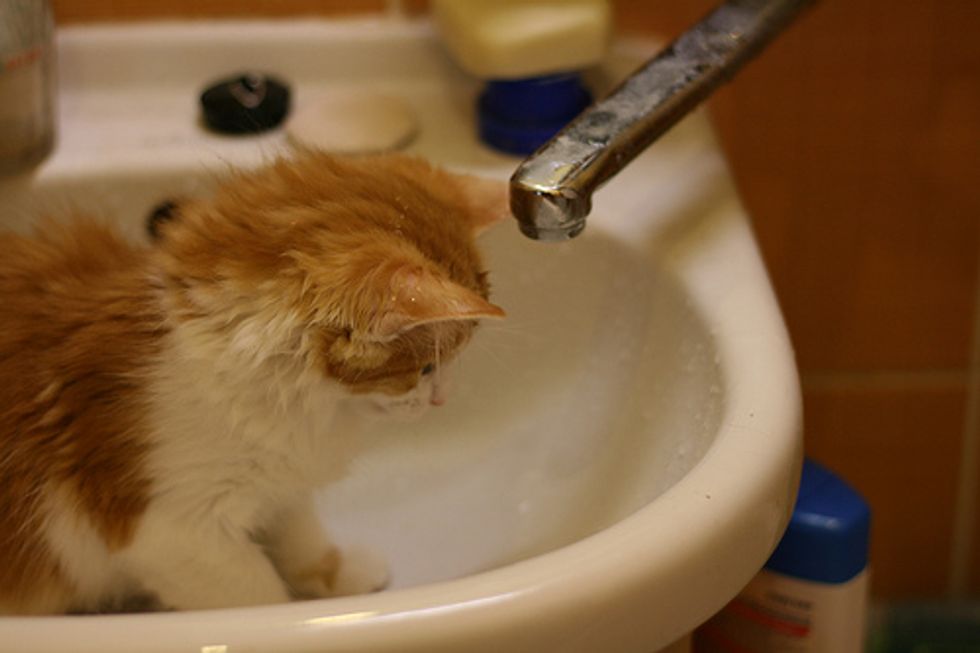Video: The Cat Who Loves to Shower