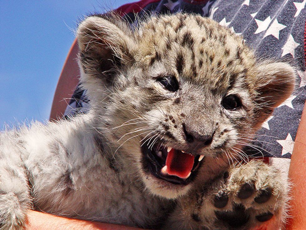 Number of Snow Leopards is Dwindling