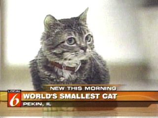 smallest cats in the world